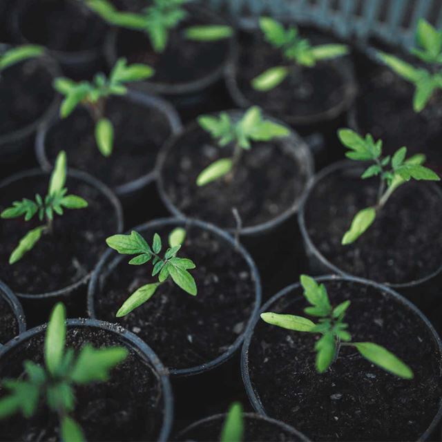 Grønne planter